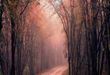 蜂鸟电竞官网：德甲-凯恩戴帽萨内特尔破门 拜仁主场7-0大胜波鸿.